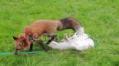 小动物红狐走在公园的绿色草地特写。
