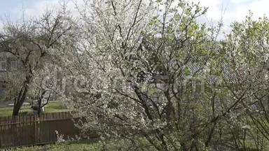 春天的树枝，树，花，白色，美丽，自然，植物，樱花，花，背景，花