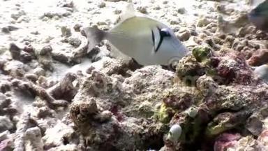 马尔代夫<strong>海底的</strong>三角<strong>鱼</strong>独角兽<strong>鱼</strong>吃珊瑚。