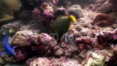 马尔代夫<strong>海底的</strong>三角<strong>鱼</strong>独角兽<strong>鱼</strong>吃珊瑚。