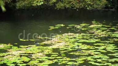 一个池塘，一个湖上美丽的大鸭子。 芦苇和睡莲