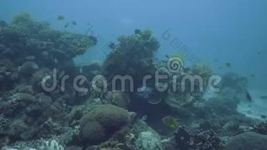 五颜六色的海鱼在海底海底的珊瑚礁上游泳。 海上潜水和浮潜.. 水下海洋世界