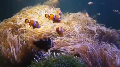 4K. 尼莫小丑鱼在五颜六色的健康珊瑚礁上的海葵中游泳。 海葵在水下游泳