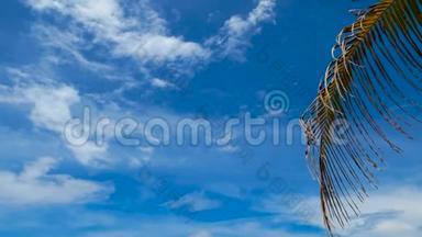 4K关闭摇摆椰子棕榈树叶或中肋与蓝天与复制空间区域，循环。 夏日镜头的蓝天