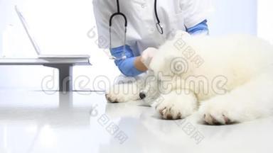 兽医诊所里的兽医检查犬。 牙齿，耳朵和皮毛的检查。