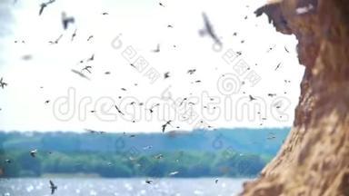 夏天，一大群鸟在河上的悬崖上飞翔