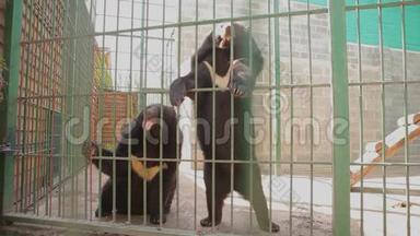 喜马拉雅熊在笼子里玩耍，喜马拉雅熊在动物园里玩耍。 喜马拉雅山熊舔笼子