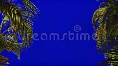 蓝屏风中棕榈树的枝条.. 美丽的夏天循环的背景。