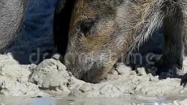 一只带着小猪的野猪在沙洲海岸喝水