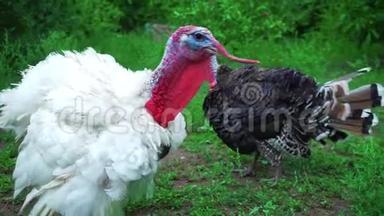 白黑火鸡发声，火鸡发声，鸟鸣.. 活得漂亮的火鸡。 土耳其度假