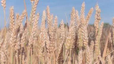 阳光明媚的日子里，干燥的金色麦头被风轻轻地吹动
