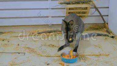 小袋鼠吃水果
