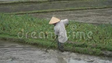 准备种植水稻的田地