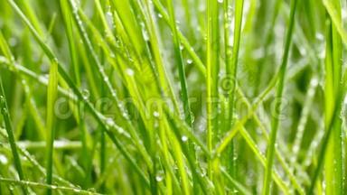 给草坪浇水。 水滴在草地上