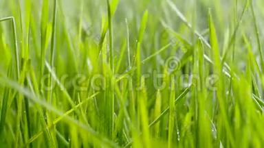 给<strong>草坪浇水</strong>。 水滴在草地上
