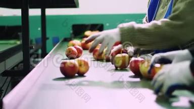 在一家苹果加工厂，戴手套的工人对苹果进行<strong>分类</strong>。 成熟的苹果按<strong>大</strong>小和颜色<strong>分类</strong>，然后包装