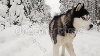 西伯利亚哈士奇在冬天的森林背景下，在一条小路上跑到森林里的摄像机前，看着森林