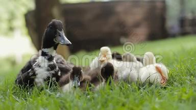 公园草地上的小鸭子和母鸭