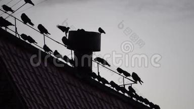 坐在屋顶电线上的乌鸦