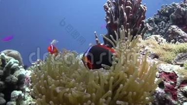 在祖鲁海阿坡岛珊瑚中，带有四色的火小丑鱼