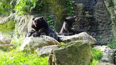 亚洲黑熊和另一只黑熊在岩石上休息