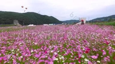 韩国京桑南道哈东的布克钦宇宙和荞麦花卉节