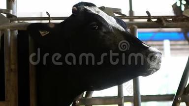 现代农场的慢动作奶牛。 奶牛场谷仓里的牛