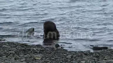 海豹坐在<strong>靠近</strong>海岸的水中。 安德列夫。