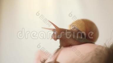 脸上的大蜗牛.. 在水疗中心的年轻女子接受了一个与蜗牛Achatina的面部按摩。 蜗牛吃掉死皮