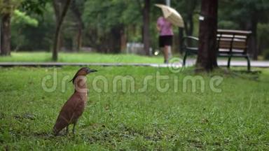 白天下雨，台北公园绿草上的马来西亚<strong>夜鹭</strong>