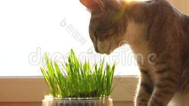 猫和猫草。 天然维生素。 照顾宠物。