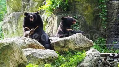 亚洲黑熊和另一只黑熊在岩石上休息