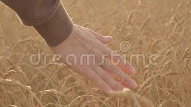 在阳光明媚的日子里，农场的年轻工人慢动作地摸着金色的麦穗