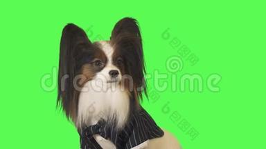 穿着商务套装带领领结的漂亮狗狗帕皮隆正在与绿色背景的摄像机视频通话