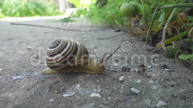 蜗牛在石头背景上爬行。 柯克利亚在地上爬行。 近距离观看