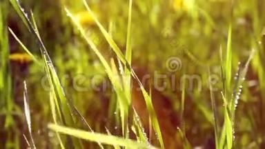 夏天绿草如茵。 雨滴太阳是闪闪发光的绿色的草雨滴太阳是闪亮的