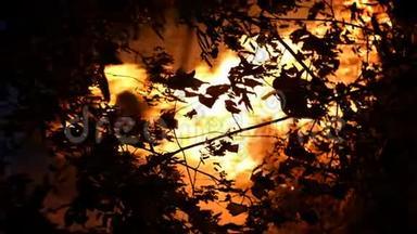 丛林火区，夜间燃烧，大量烟雾上升到空中。 树的轮廓。 火焰照亮了