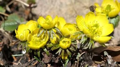 蜂蜜蜂在冬季附子埃兰这种土狼花。
