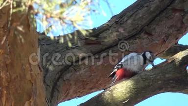 大斑点啄木鸟在树上的外壳松果
