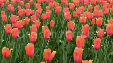 一群红色郁金香在公园里平稳<strong>地滑</strong>动着。 春天的风景。