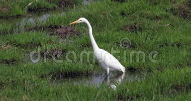 大白鹭，白鹭，成人站在沼泽，内罗毕公园在肯尼亚，