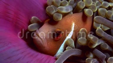 粉红色的海葵躲在海葵里，动画是Stillphoto