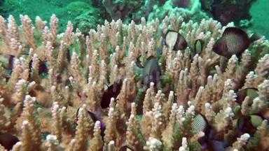 一群热带小五彩鱼在礁石上寻找食物。 在寻找食物。 令人惊叹，美丽