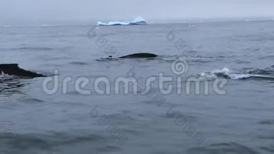 鲸鱼在海浪中迅速<strong>游动</strong>。 安德列夫。