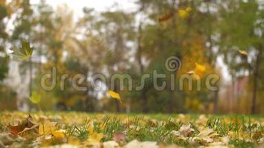 秋黄叶落地.. 慢动作。