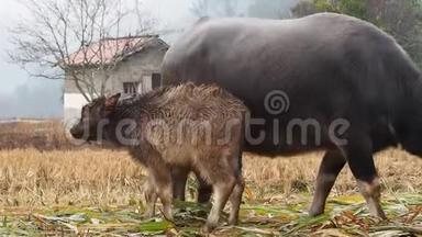 泥泞的水牛妈妈和宝宝在下雨天收获的玉米田里，典型的中国乡村，田园诗般的生活