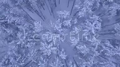 4K超高清摄像机拍摄冬季雪松森林上空的飞行