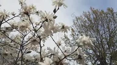 白玉兰在城市公园开花。 微风，晴天