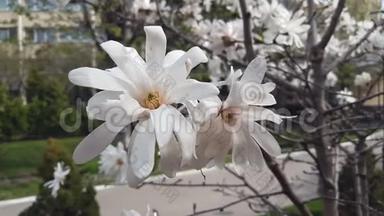 <strong>白玉兰</strong>在城市公园开花。 微风，晴天