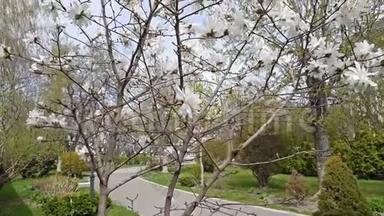 <strong>白玉</strong>兰在城市公园开花。 微风，晴天
